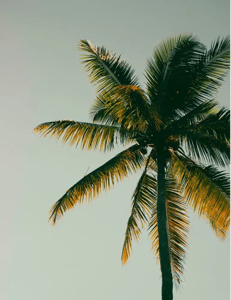 Coconut & Palm 100 Ml Room Spray - Image 2
