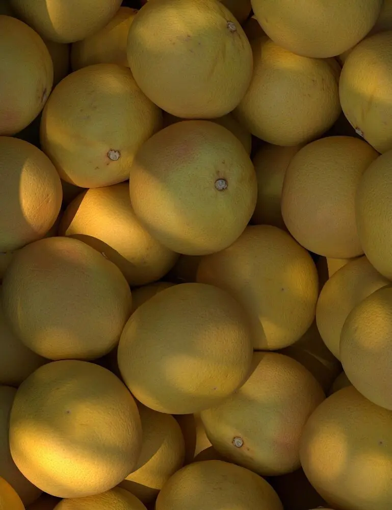 Sun Washed Citrus 12 Oz Scented Candle - Image 2