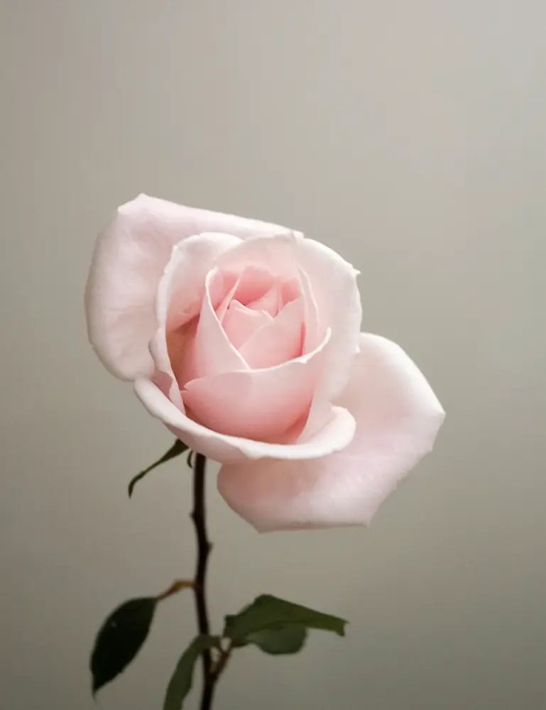 Sweet Rose 100 Ml Eau De Toilette - Image 2