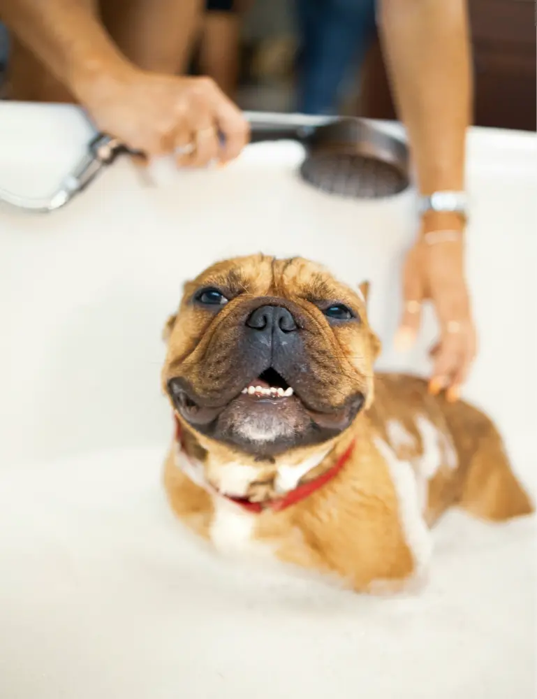 Sand + Paws Pet Shampoo & Conditioner - Baby Powder - Image 2