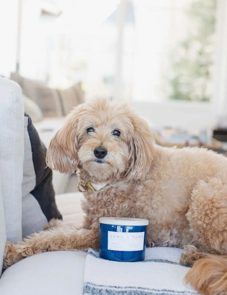 Sand + Paws White Vanilla 12 Oz Scented Candle - Image 5