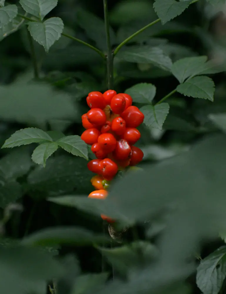 Berry Currant 12 Oz Scented Candle - Image 5