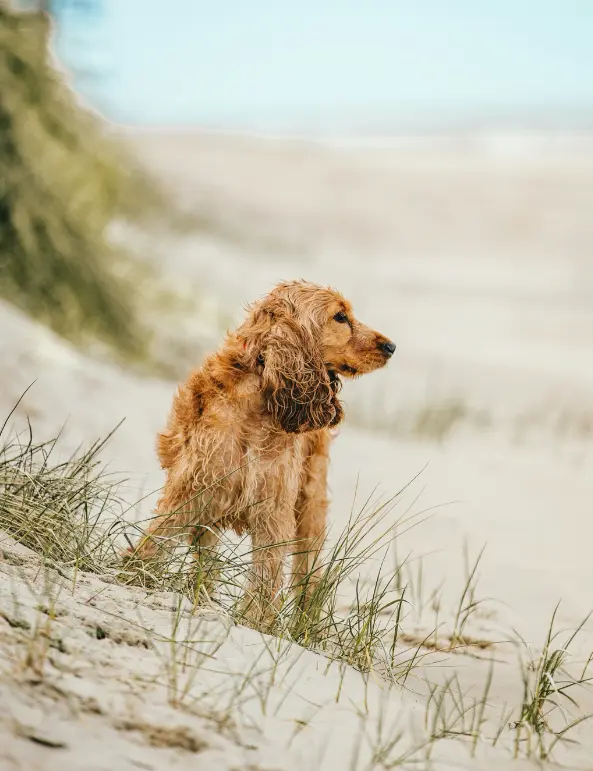 Sand + Paws Sun-N-Fun 12 Oz Scented Candle - Image 2