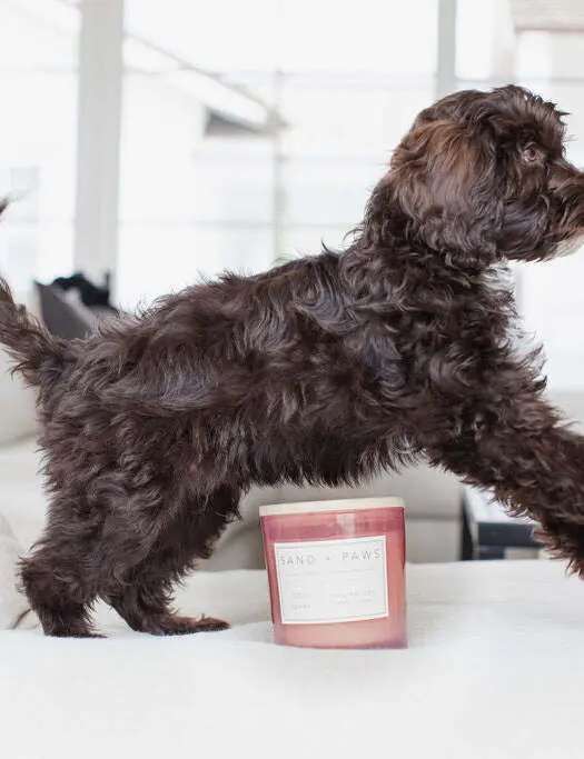 Sand + Paws Goji Berry 21 Oz Scented Candle - Image 5