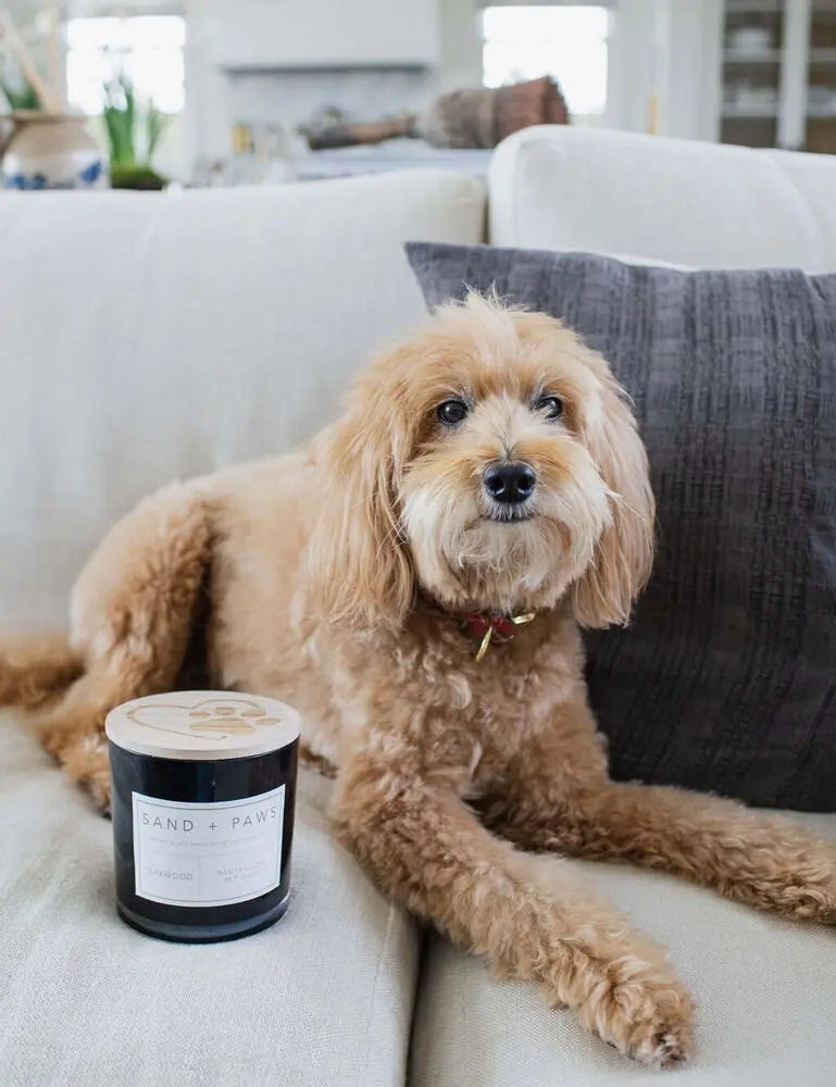 Sand + Paws Teakwood 21 Oz Scented Candle - Image 5