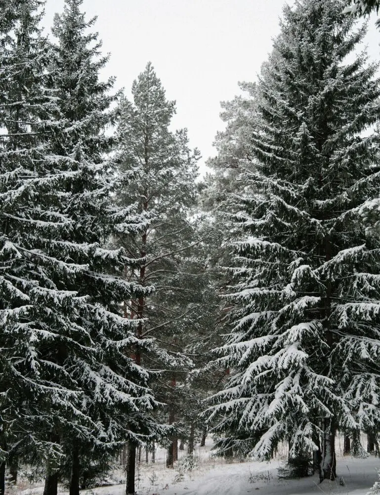 Winter Pine 21 Oz Scented Candle - Image 2
