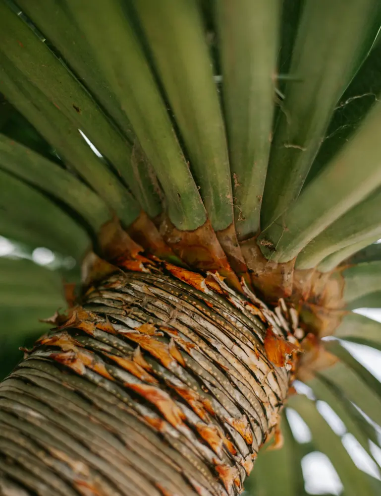 Driftwood & Pineapple 12 Oz Scented Candle - Image 2